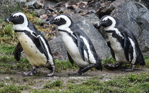 Brillenpinguine im Tierpark Berlin - Foto: Kira Hofmann/dpa-Zentralbild/ZB