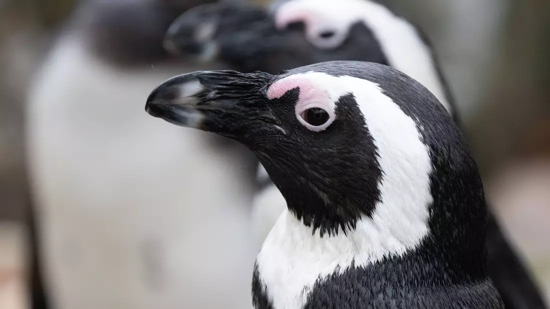 Brillenpinguin (Spheniscus demersus) - Bild: Sebastian Kahnert/dpa