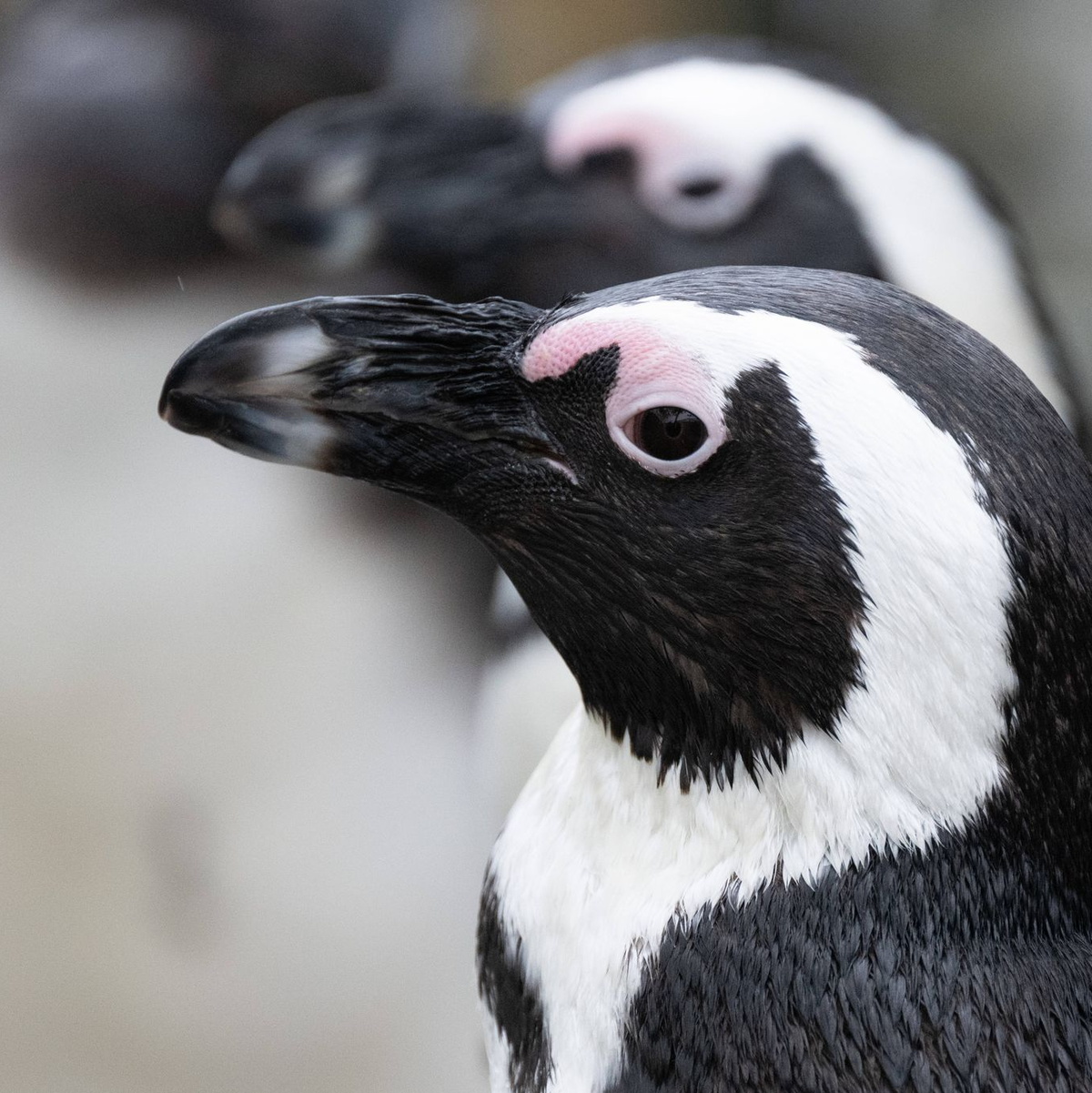 Brillenpinguin (Spheniscus demersus) - Foto: Sebastian Kahnert/dpa