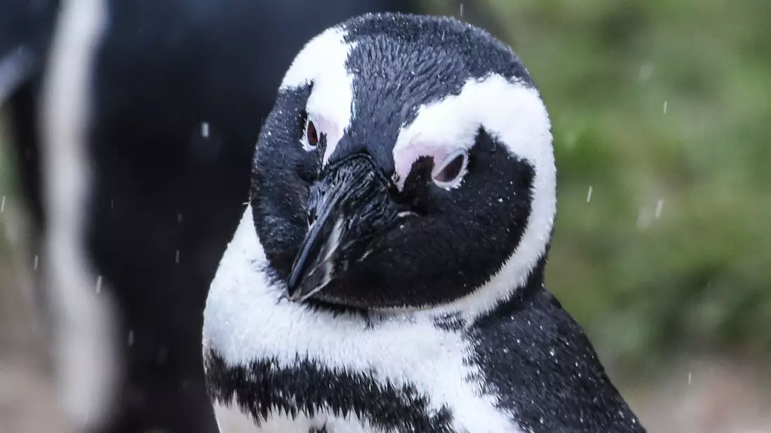 Ein Brillenpinguin (Spheniscus demersus) - Bild: Kira Hofmann/dpa-Zentralbild/dpa