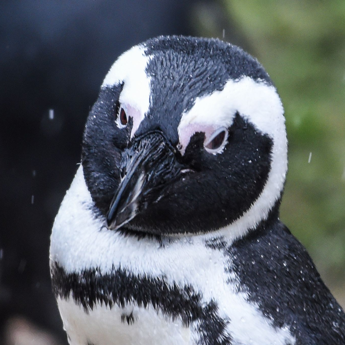 Ein Brillenpinguin (Spheniscus demersus) - Foto: Kira Hofmann/dpa-Zentralbild/dpa