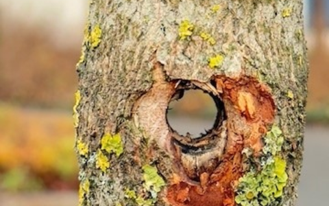 POL-OS: Bad Laer: Kuriose Sachbeschädigung an Verkehrsinselbaum - Zeugen gesucht - Foto: presseportal.de