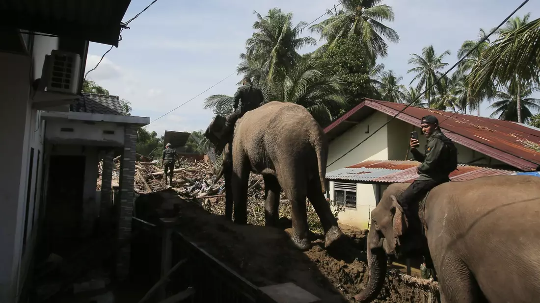 Die Dickhäuter sind eine wertvolle Hilfe bei den Aufräumarbeiten auf Sumatra - aber die nächsten Regenfälle werden schon erwartet. - Bild: Ahyar Tarmizi/AP/dpa