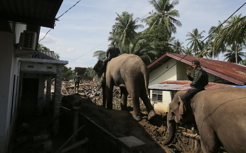 Die Dickhäuter sind eine wertvolle Hilfe bei den Aufräumarbeiten auf Sumatra - aber die nächsten Regenfälle werden schon erwartet. - Foto: Ahyar Tarmizi/AP/dpa