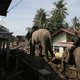 Die Dickhäuter sind eine wertvolle Hilfe bei den Aufräumarbeiten auf Sumatra - aber die nächsten Regenfälle werden schon erwartet. - Foto: Ahyar Tarmizi/AP/dpa