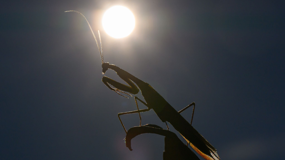 Das Jahr 2025 dürfte eines der drei heißesten werden. (Archivbild) - Foto: Patrick Pleul/dpa