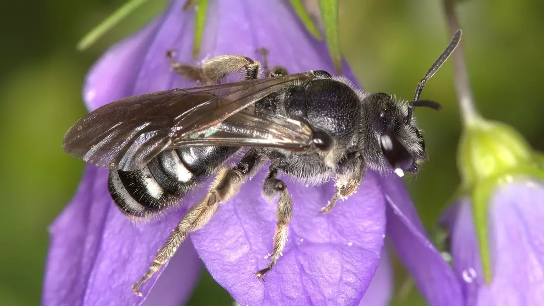 Die Glockenblumen-Schmalbiene ist deutlich kleiner als eine Honigbiene. - Bild: Nabu Baden-Württemberg/dpa