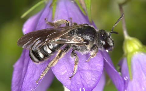 Die Glockenblumen-Schmalbiene ist deutlich kleiner als eine Honigbiene. - Foto: Nabu Baden-Württemberg/dpa Die Glockenblumen-Schmalbiene ist deutlich kleiner als eine Honigbiene. - Foto: Nabu Baden-Württemberg/dpa