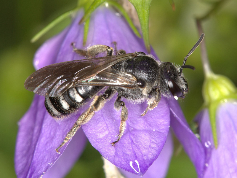 Die Glockenblumen-Schmalbiene ist deutlich kleiner als eine Honigbiene. - Foto: Nabu Baden-Württemberg/dpa