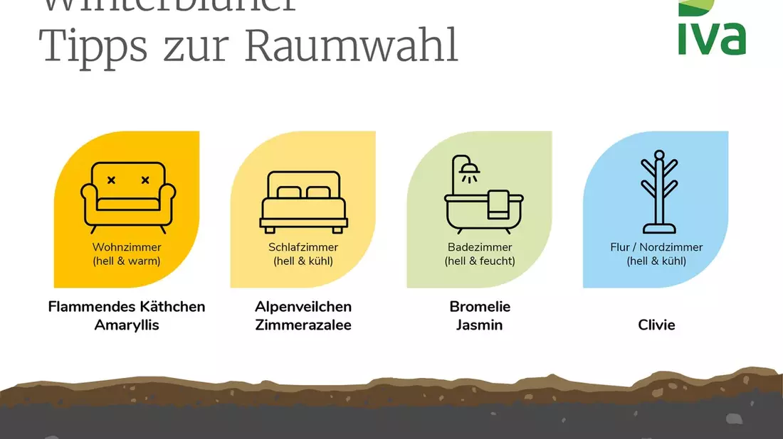 Zimmerpflanzen im Winter: So bringen Winterblüher Farbe in jeden Raum - Bild: presseportal.de