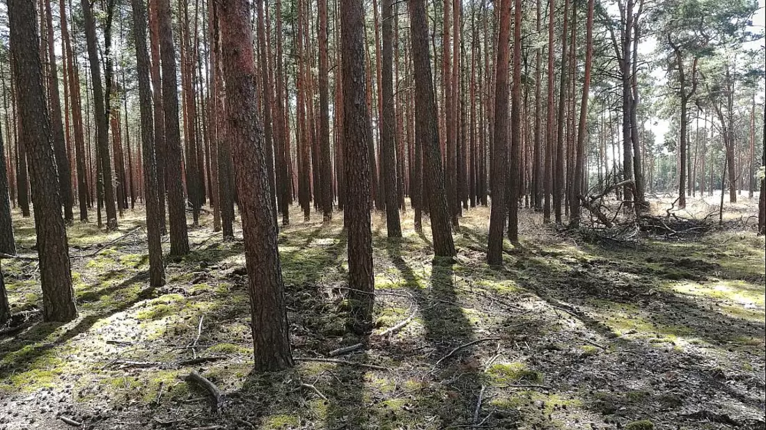 Wald (Archiv) - Bild: über dts Nachrichtenagentur