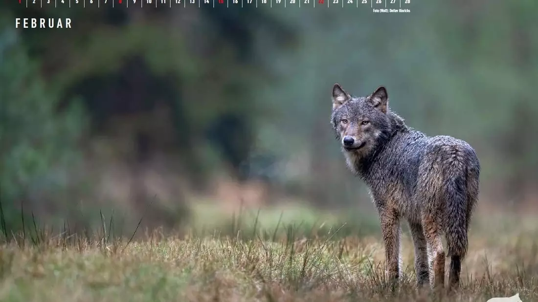 Interne Dokumente Wolf: Wie im Umweltministerium aus einem ungünstigen ein günstiger Erhaltungszustand Wolf gemacht wurde - Bild: presseportal.de