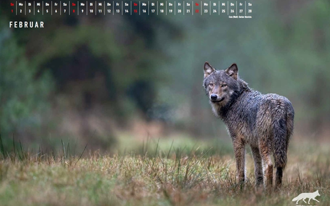 Interne Dokumente Wolf: Wie im Umweltministerium aus einem ungünstigen ein günstiger Erhaltungszustand Wolf gemacht wurde - Foto: presseportal.de