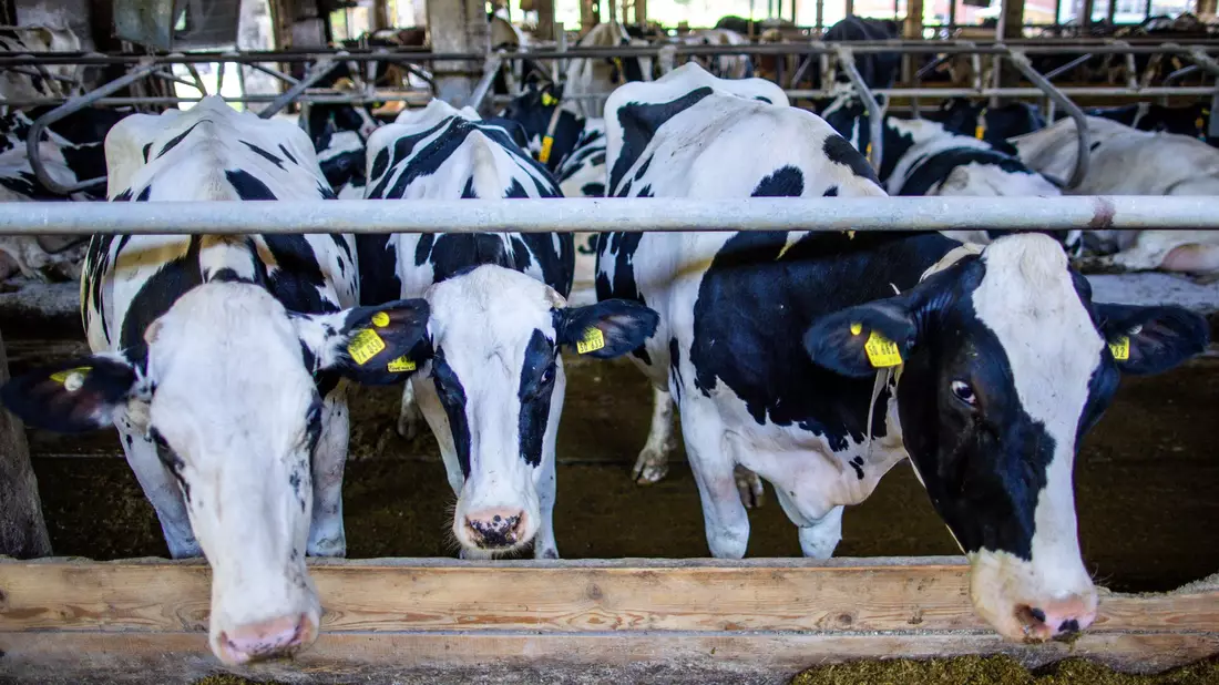 Preissenkungen für Milchprodukte bereiten vielen Landwirten Sorgen. (Archivbild) - Bild: Jens Büttner/dpa