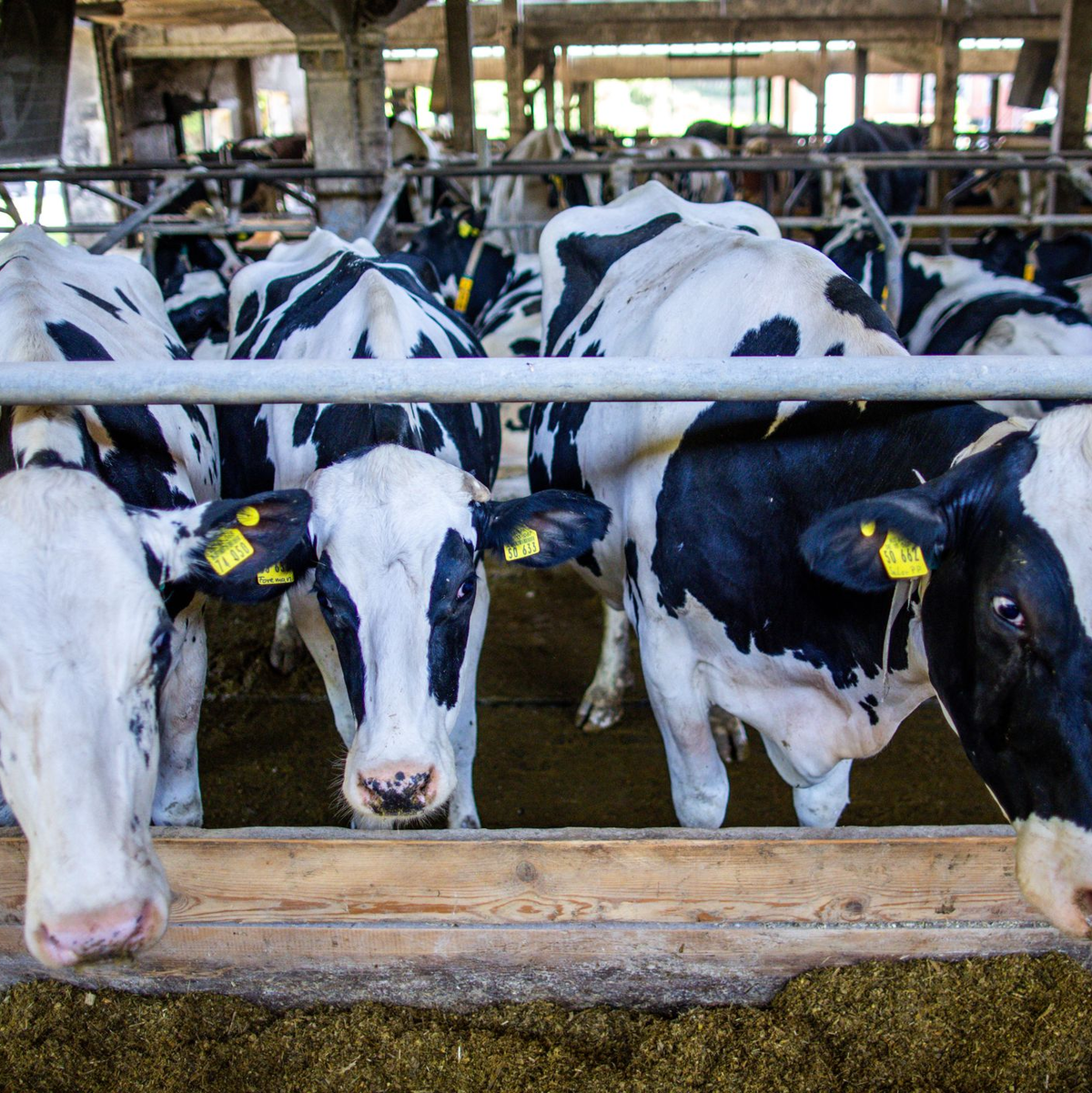 Preissenkungen für Milchprodukte bereiten vielen Landwirten Sorgen. (Archivbild) - Foto: Jens Büttner/dpa
