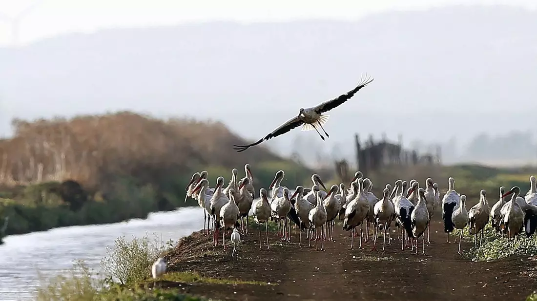 Südlich von Madrid sind rund 400 an der Vogelgrippe verendete Weißstörche geborgen worden. - Bild: J. J. Guillen/epa/dpa