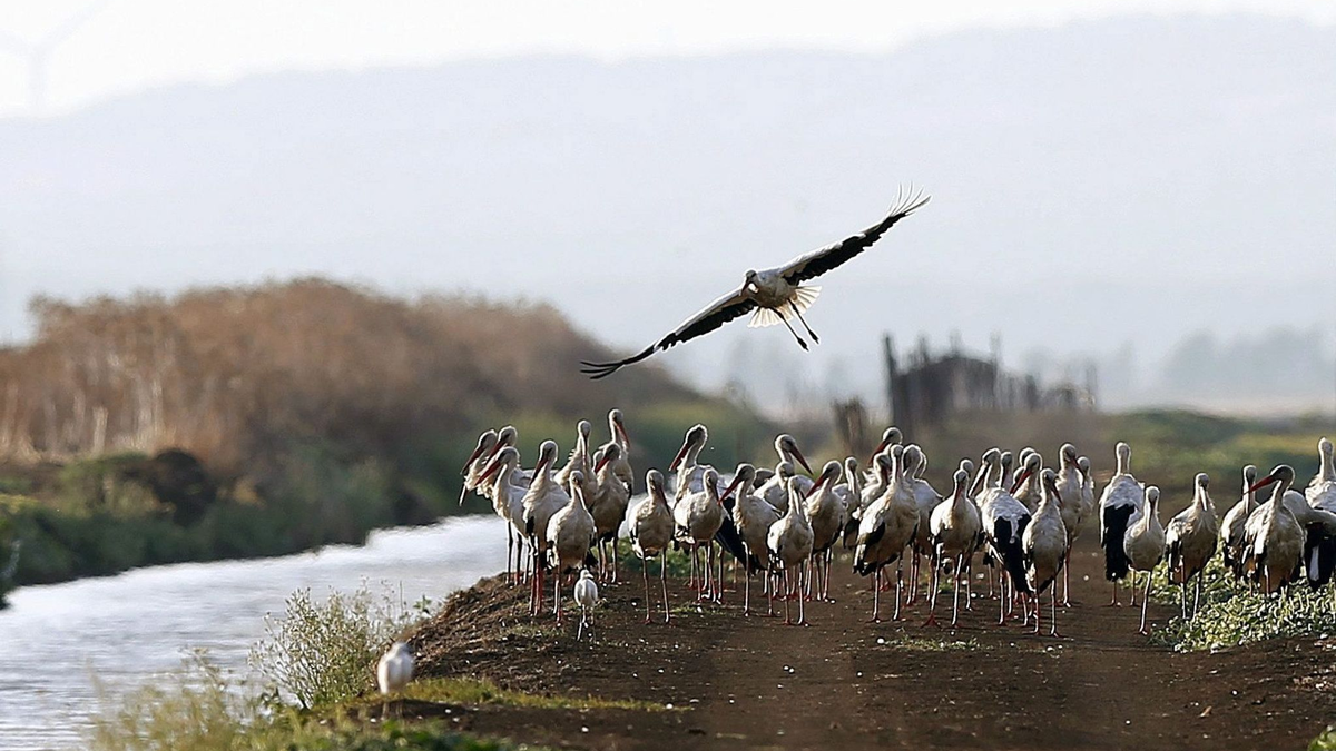 Südlich von Madrid sind rund 400 an der Vogelgrippe verendete Weißstörche geborgen worden. - Foto: J. J. Guillen/epa/dpa