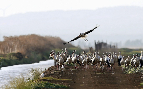 Südlich von Madrid sind rund 400 an der Vogelgrippe verendete Weißstörche geborgen worden. - Foto: J. J. Guillen/epa/dpa