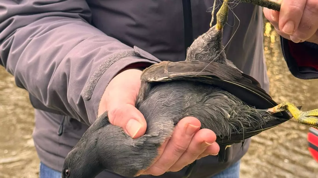 FW-AUR: Teichhuhn aus misslicher Lage befreit - Bild: presseportal.de