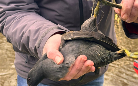FW-AUR: Teichhuhn aus misslicher Lage befreit - Foto: presseportal.de