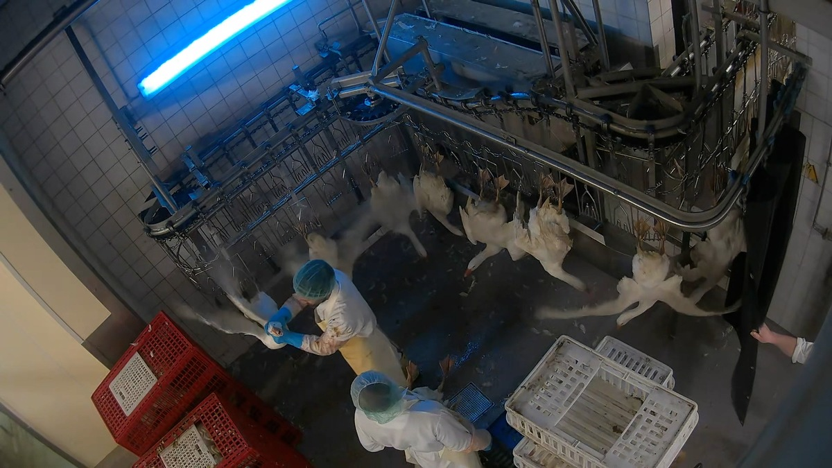 Geworfen, geschlagen, misshandelt: ANINOVA deckt Tierquälerei in 