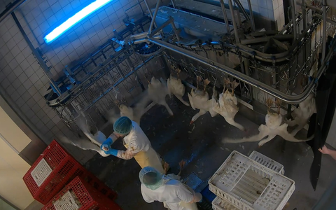 Geworfen, geschlagen, misshandelt: ANINOVA deckt Tierquälerei in Dithmarscher-Geflügel Schlachthof in Brandenburg auf - Strafanzeige erstattet - Foto: presseportal.de