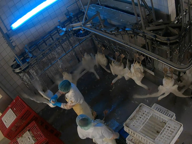 Geworfen, geschlagen, misshandelt: ANINOVA deckt Tierquälerei in Dithmarscher-Geflügel Schlachthof in Brandenburg auf - Strafanzeige erstattet - Foto: presseportal.de