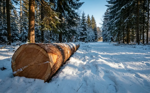 EUDR-Aufschub bringt Atempause für Österreichs Waldbesitzer - Foto: über boerse-global.de