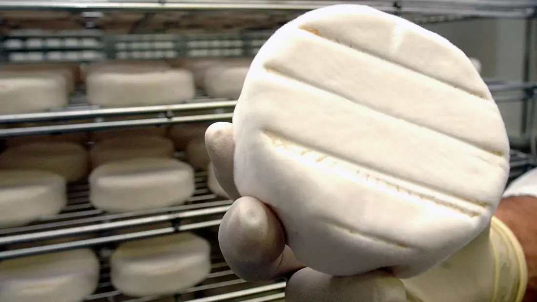 Camembert wird von Penicillium umhüllt. (Illustration) - Bild: Jochen Eckel/Zentralbild/dpa