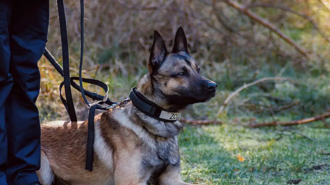 HZA-OS: Spürhund Cracker hatte den richtigen Riecher; Osnabrücker Zoll stellt Drogen im Wert von rund 100.000 Euro sicher - Bild: presseportal.de
