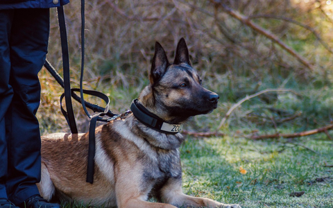 HZA-OS: Spürhund Cracker hatte den richtigen Riecher; Osnabrücker Zoll stellt Drogen im Wert von rund 100.000 Euro sicher - Foto: presseportal.de