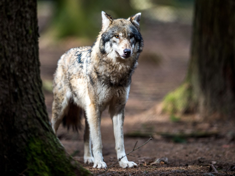 Die Hürden für Abschüsse von Wölfen sollen kleiner werden. - Foto: Alexander Heinl/dpa