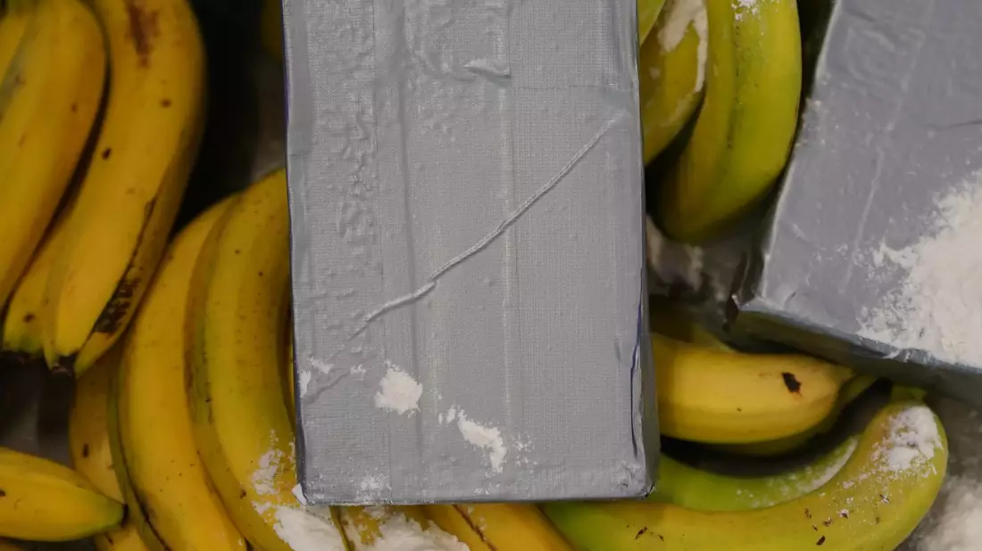 Große Kokain-Lieferungen aus Südamerika werden häufig unter Bananen versteckt. (Symbolbild) - Bild: Marcus Brandt/dpa