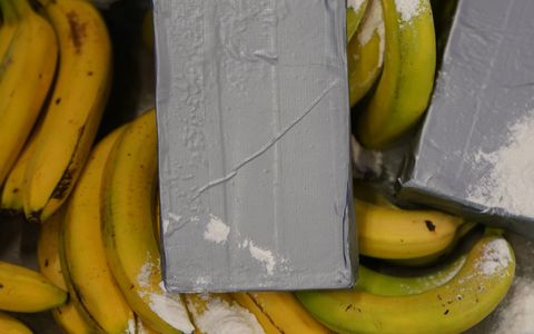Große Kokain-Lieferungen aus Südamerika werden häufig unter Bananen versteckt. (Symbolbild) - Foto: Marcus Brandt/dpa