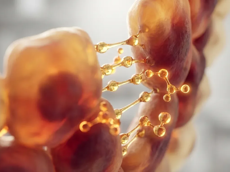 Darmbarriere: Butyrat stärkt den Schutzschild von innen - Foto: über boerse-global.de