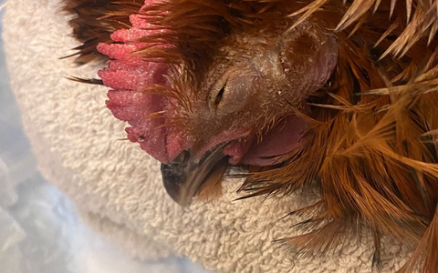 POL-SE: Gönnebek - Unbekannte legen tote Kaninchen im Schulwald ab - Polizei hofft auf Zeugenhinweise - Foto: presseportal.de