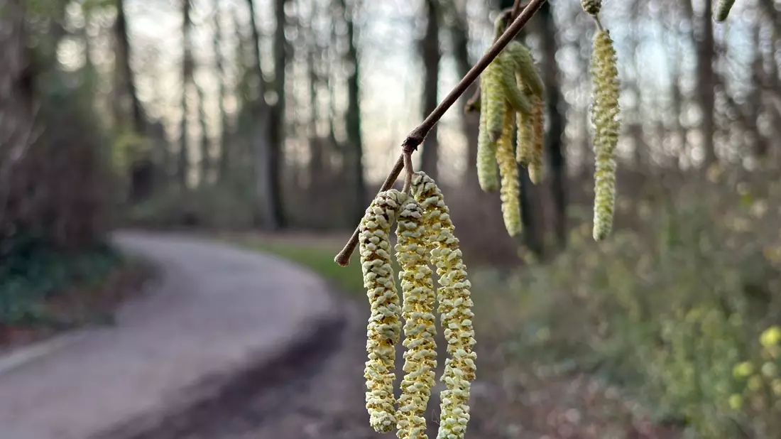 Für Allergiker geht die Belastung durch Haselpollen jetzt im Januar richtig los. - Bild: Marc Herwig/dpa