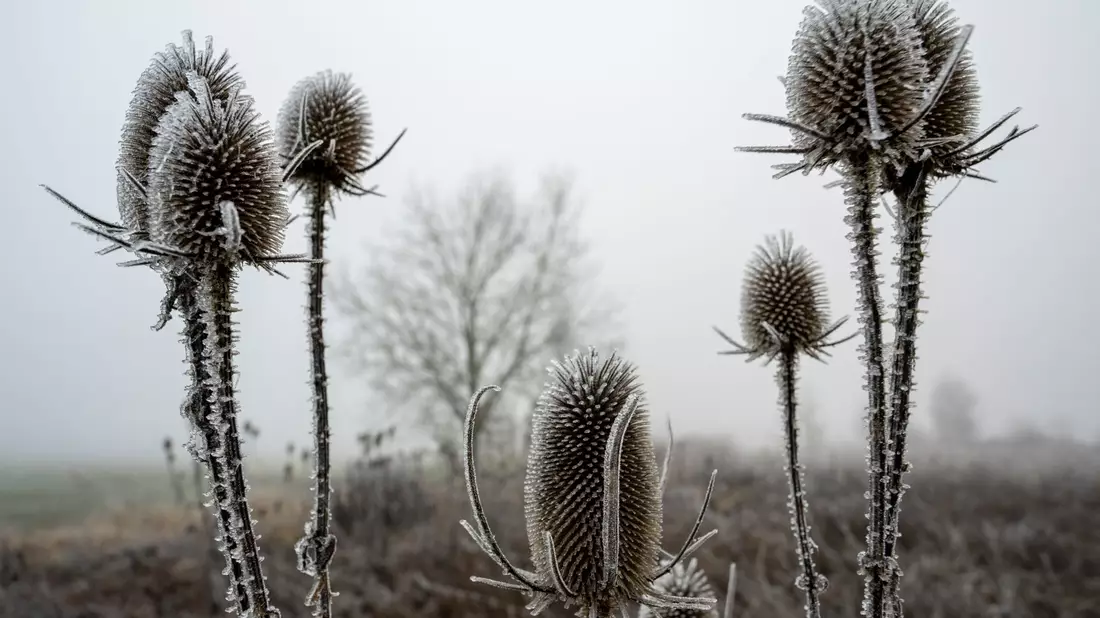 In den meisten Landesteilen wird es voraussichtlich keine weiße Weihnachten geben. - Bild: Stefan Puchner/dpa