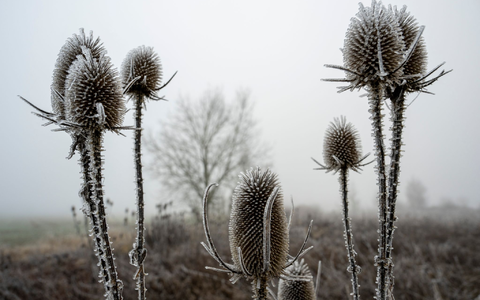 In den meisten Landesteilen wird es voraussichtlich keine weiße Weihnachten geben. - Foto: Stefan Puchner/dpa