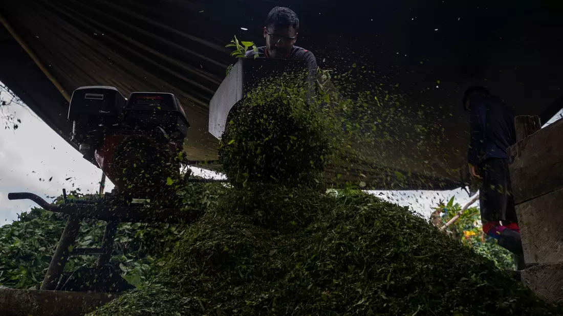 Kolumbien ist der größte Kokainproduzent der Welt. (Archivbild) - Bild: Edinson Arroyo/dpa