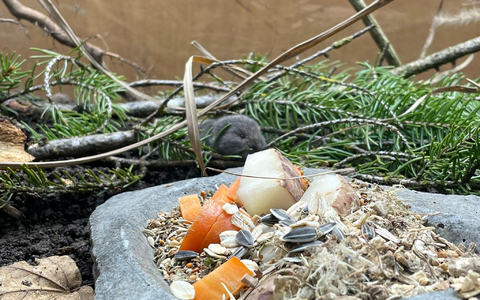 Die Geburt des Jungtiers feiert der Tierpark als Zuchterfolg.  - Foto: Tierpark Hellabrunn/dpa