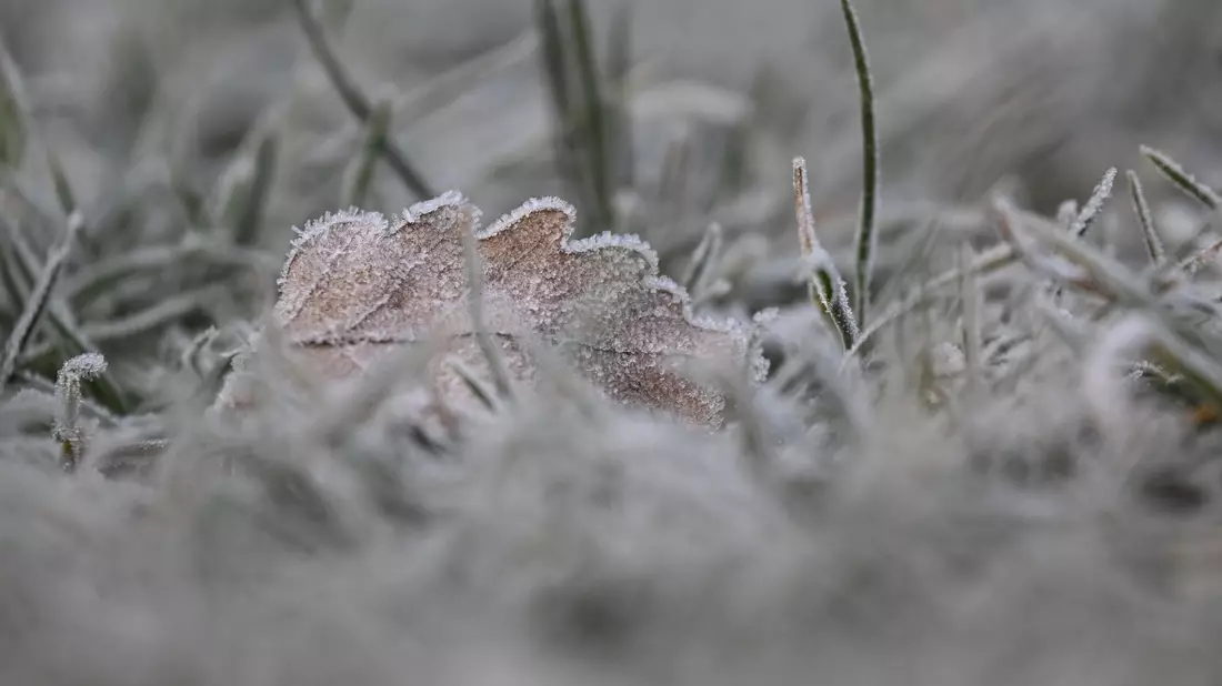 Vielerorts bleibt es schneefrei an Weihnachten - aber es kann Reif geben. - Bild: Marijan Murat/dpa