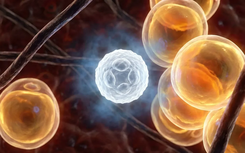 Immunzellen blockieren Fettabbau: Warum Diäten oft scheitern - Foto: über boerse-global.de