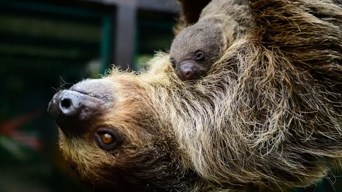 Die Mama nimmt das Ganze gelassen. - Bild: Philipp Schulze/dpa