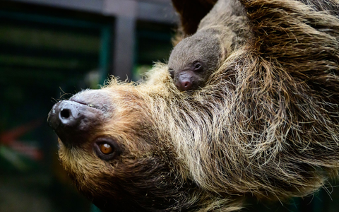 Die Mama nimmt das Ganze gelassen. - Foto: Philipp Schulze/dpa