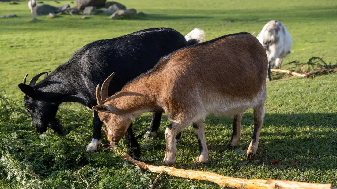 Nach Auffassung des Landgerichts Stralsund hat der Vogelpark Marlow seine Pflichten erfüllt. (Archivbild) - Bild: Stefan Sauer/dpa