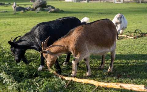 Nach Auffassung des Landgerichts Stralsund hat der Vogelpark Marlow seine Pflichten erfüllt. (Archivbild) - Foto: Stefan Sauer/dpa
