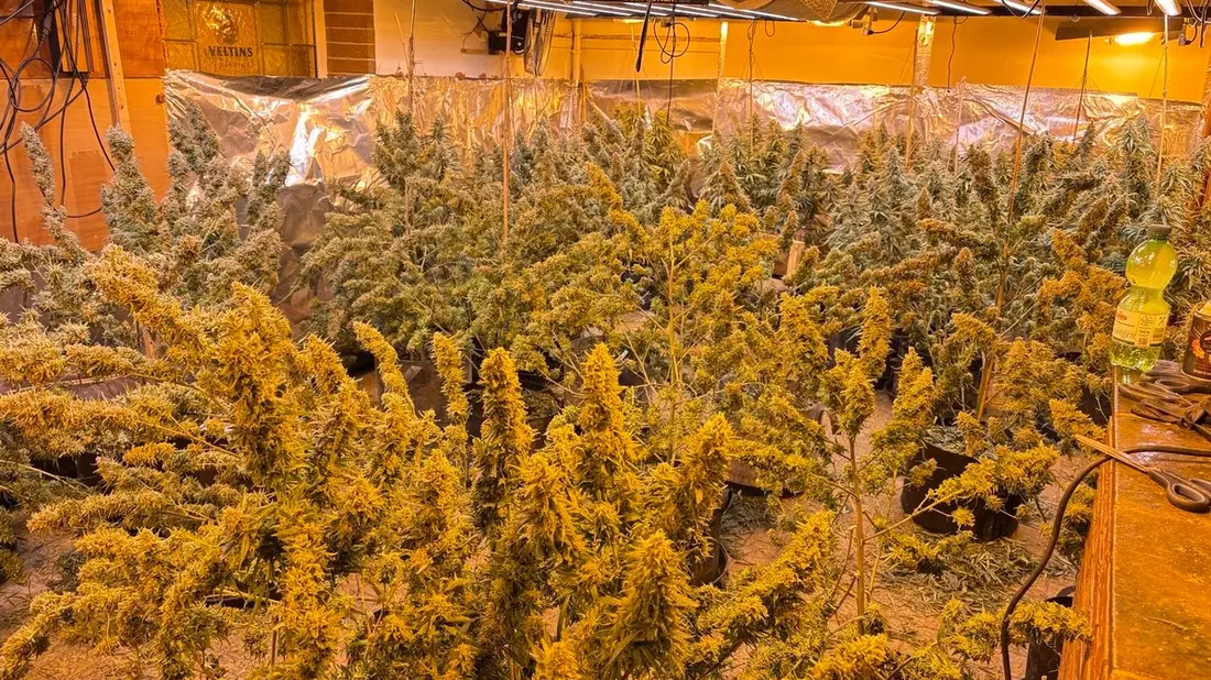 POL-SO: Cannabisplantage in ehemaliger Gaststätte - Bild: presseportal.de