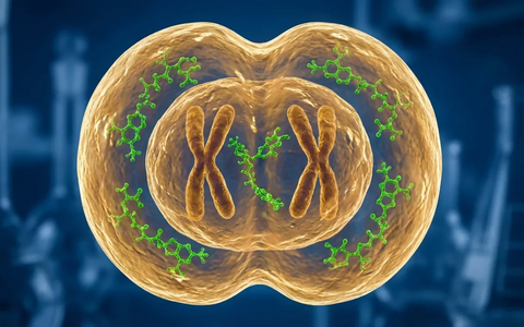 Folsäure-Studie: Schwangere in Deutschland oft unzureichend versorgt - Foto: über boerse-global.de