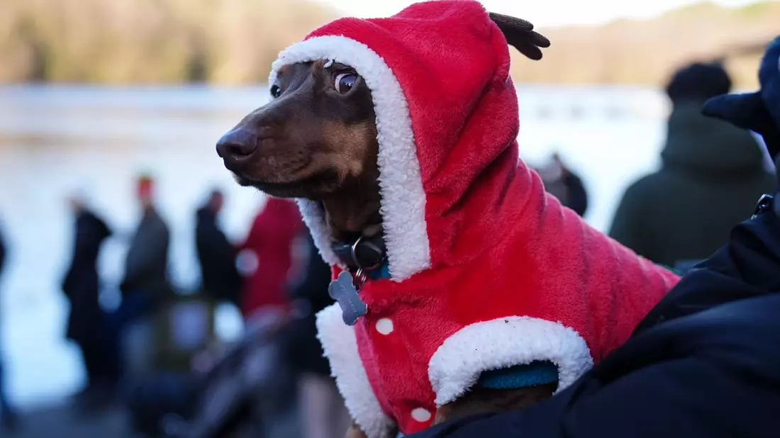 Beim Weihnachtsschwimmen nahe Birmingham schaute ein festlich gekleideter Dackel zu. - Bild: Jacob King/PA Wire/dpa